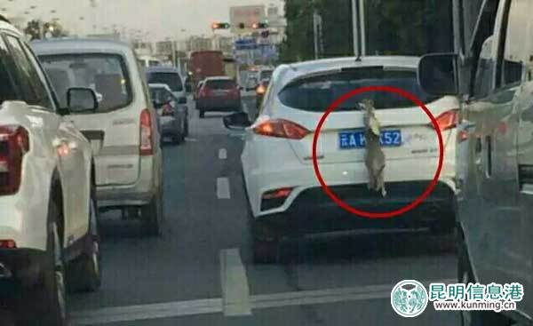 交警,昆明,車牌 交警,昆明,車牌
