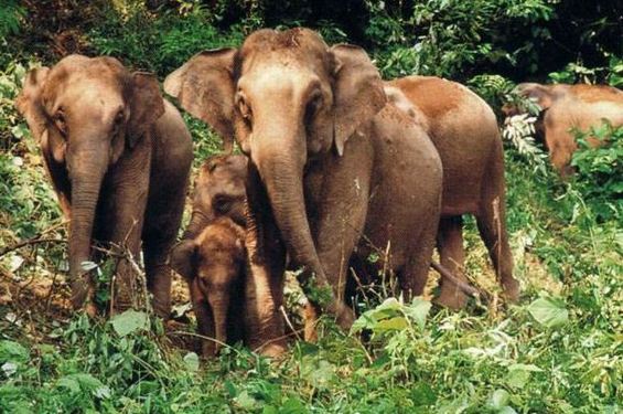 景洪市一村民遭野象攻擊受傷 已送醫(yī)院救治