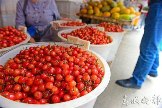 富民早熟小櫻桃上市 富民早熟小櫻桃上市
