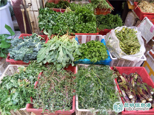 野菜,種類(lèi),香椿