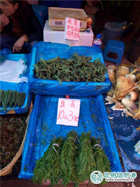 野菜,種類(lèi),香椿