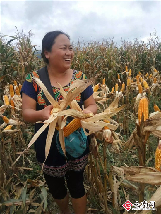 一個玉米一個小麥 它們都獲得了云南科技進步一等獎