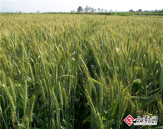 一個玉米一個小麥 它們都獲得了云南科技進步一等獎