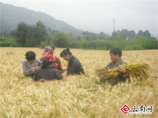 一個玉米一個小麥 它們都獲得了云南科技進步一等獎
