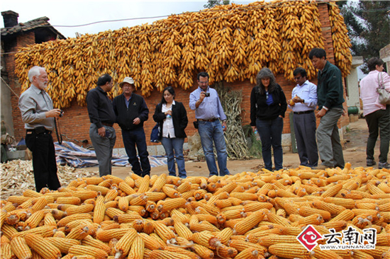一個玉米一個小麥 它們都獲得了云南科技進步一等獎