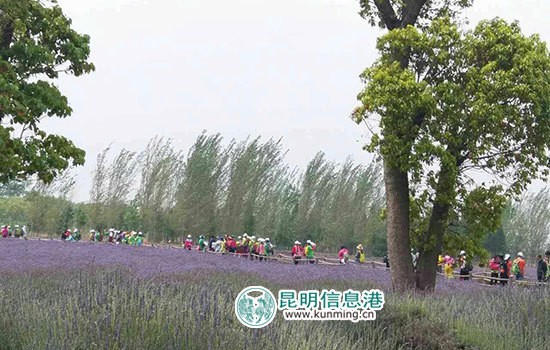 最美滇池·公益徒步環(huán)滇活動第二站在斗南啟動