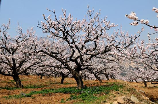 和林格爾第三屆臺格斗杏花節(jié)即將開幕