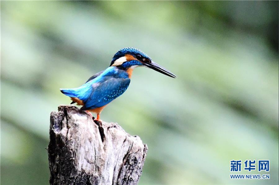 陽春三月拍翠鳥