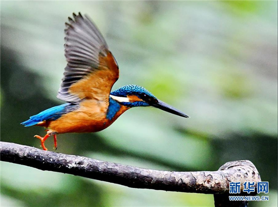 陽春三月拍翠鳥