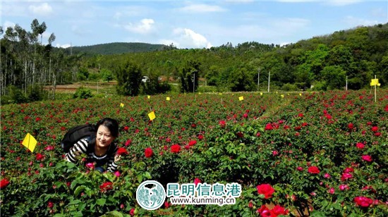 安寧八街玫瑰谷今起重掃花徑 邀您共享芬芳慢生活
