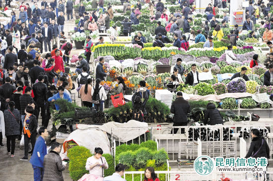夜訪斗南 國際友人驚嘆“亞洲花都”不簡(jiǎn)單 夜訪斗南 國際友人驚嘆“亞洲花都”不簡(jiǎn)單