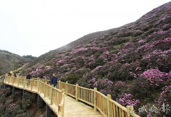 馬鹿塘,杜鵑花,門票 馬鹿塘,杜鵑花,門票