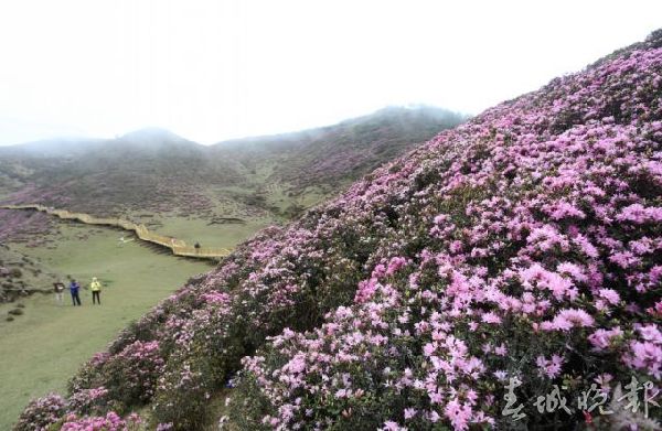 馬鹿塘,杜鵑花,門票 馬鹿塘,杜鵑花,門票