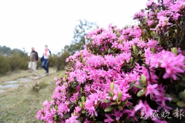 馬鹿塘,杜鵑花,門票 馬鹿塘,杜鵑花,門票