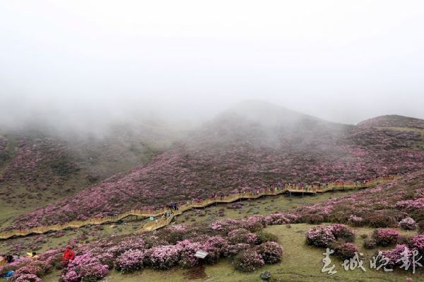 馬鹿塘,杜鵑花,門票 馬鹿塘,杜鵑花,門票