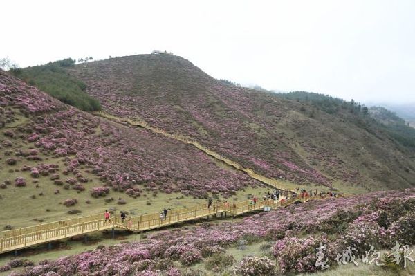馬鹿塘,杜鵑花,門票 馬鹿塘,杜鵑花,門票