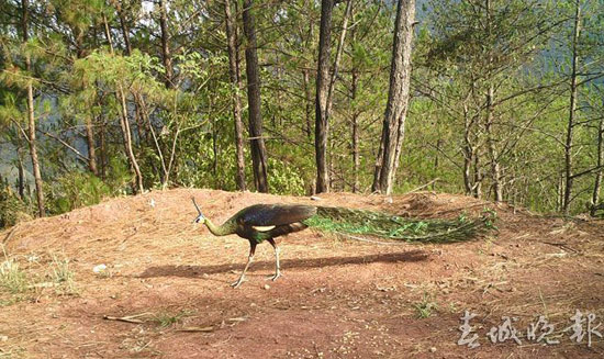 野生雌性綠孔雀