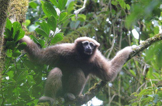 高黎貢白眉長(zhǎng)臂猿