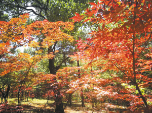 紅楓葉,黑龍?zhí)豆珗@,親子定向越野活動(dòng)