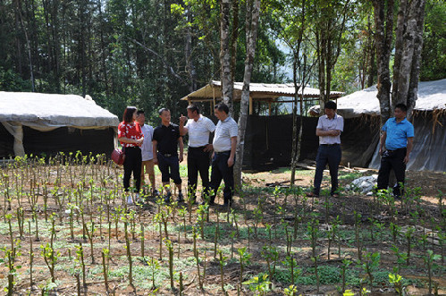 德宏隴川縣農(nóng)業(yè)局、縣蠶桑下鄉(xiāng)督查蠶桑項(xiàng)目實(shí)施情況