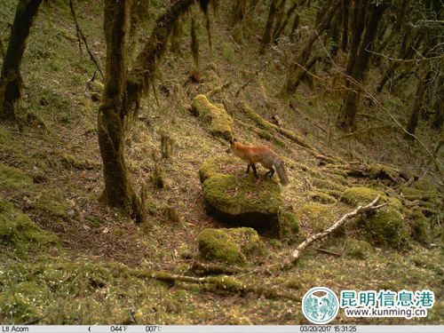 轎子山國家級自然保護區(qū)發(fā)現(xiàn)活體赤狐 轎子山國家級自然保護區(qū)發(fā)現(xiàn)活體赤狐
