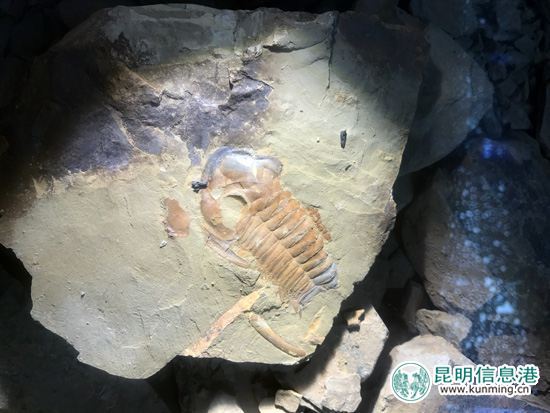 探訪澄江化石地帽天山 追尋生命密碼 探訪澄江化石地帽天山 追尋生命密碼