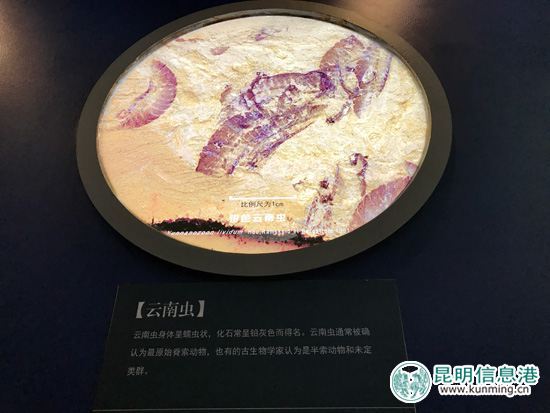 探訪澄江化石地帽天山 追尋生命密碼 探訪澄江化石地帽天山 追尋生命密碼