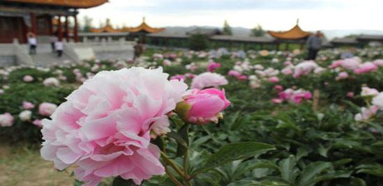 和林格爾第八屆芍藥國際文化旅游節(jié)5月29日開幕 和林格爾第八屆芍藥國際文化旅游節(jié)5月29日開幕