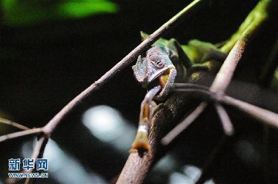 一只豹紋變色龍在新加坡動物園的爬行動物展區(qū)進食