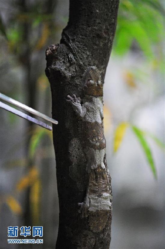 在新加坡動物園的爬行動物展區(qū)拍攝的一只葉尾壁虎