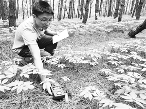 云南農(nóng)業(yè)大學(xué)學(xué)生在林下三七試驗(yàn)種植點(diǎn)收集光照數(shù)據(jù) 云南農(nóng)業(yè)大學(xué)學(xué)生在林下三七試驗(yàn)種植點(diǎn)收集光照數(shù)據(jù)