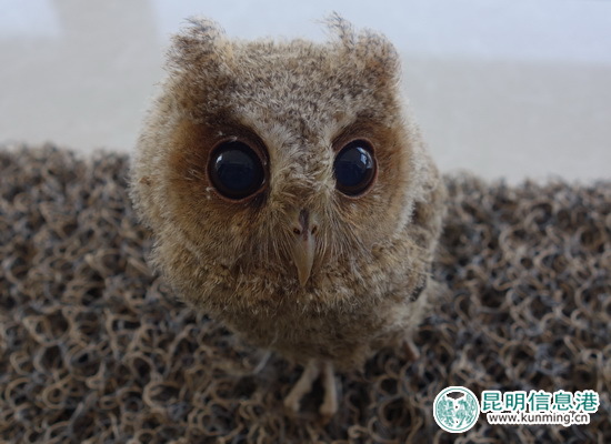 景東,領(lǐng)角鸮雛鳥,救助