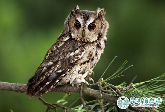 景東,領(lǐng)角鸮雛鳥,救助