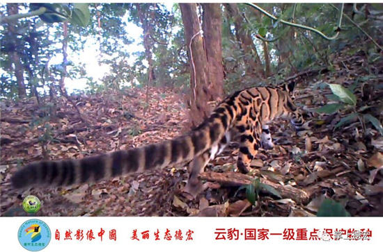 云南德宏一批珍稀瀕危物種影像資料流出 云南德宏一批珍稀瀕危物種影像資料流出