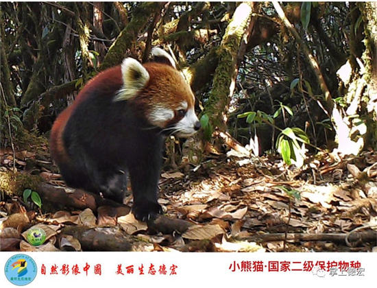 云南德宏一批珍稀瀕危物種影像資料流出 云南德宏一批珍稀瀕危物種影像資料流出