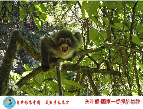 云南德宏一批珍稀瀕危物種影像資料流出 云南德宏一批珍稀瀕危物種影像資料流出