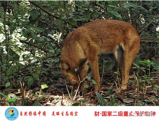 云南德宏一批珍稀瀕危物種影像資料流出 云南德宏一批珍稀瀕危物種影像資料流出