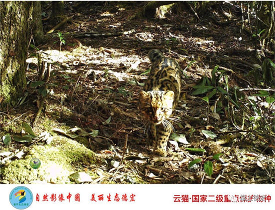 云南德宏一批珍稀瀕危物種影像資料流出 云南德宏一批珍稀瀕危物種影像資料流出