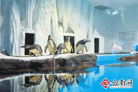 萌貨來襲：5只麥哲倫企鵝入駐昆明