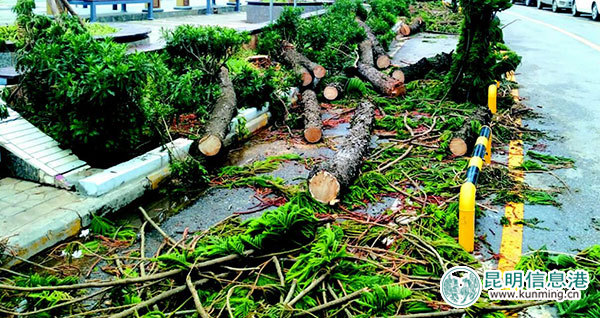 18棵南洋杉被砍金星小區(qū)住戶討說(shuō)法 回應(yīng):準(zhǔn)備栽種藍(lán)花楹 18棵南洋杉被砍金星小區(qū)住戶討說(shuō)法 回應(yīng):準(zhǔn)備栽種藍(lán)花楹