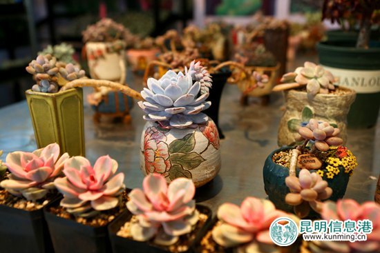 第十八屆中國(guó)昆明國(guó)際花卉展今日開(kāi)幕