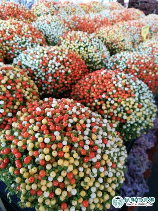 第十八屆中國(guó)昆明國(guó)際花卉展今日開(kāi)幕