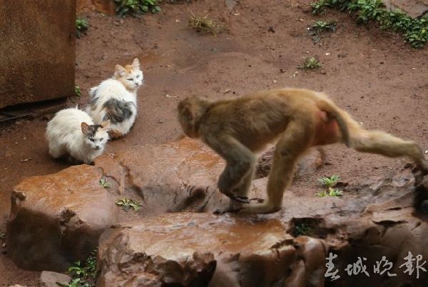 圓通山,老鼠,貓 圓通山,老鼠,貓