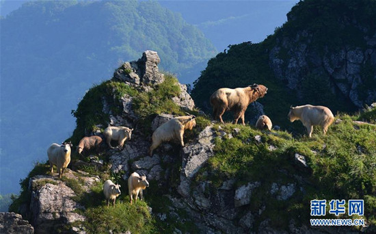 一群羚牛在藥子梁山頂活動