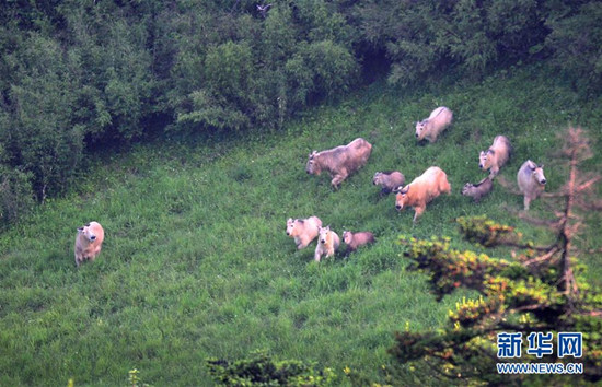 一群羚牛在藥子梁高山草甸上棲息