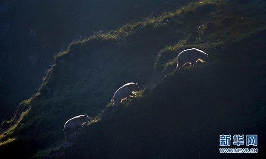 3只羚牛行走在藥子梁草甸上