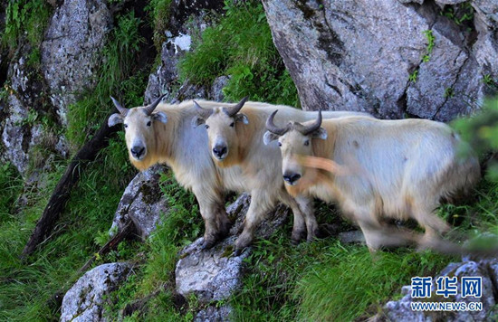3只羚牛整齊地并立在山上向遠處張望