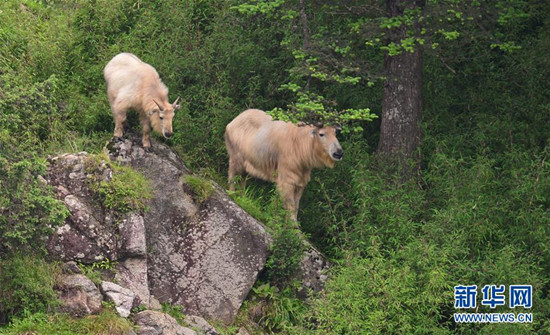 2只羚牛行走在林間