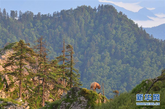 一只羚牛行走在藥子梁山梁上