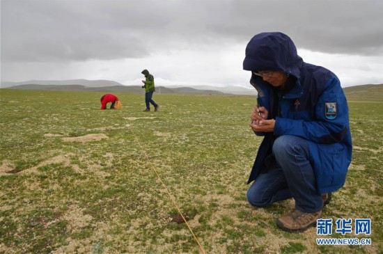考察隊(duì)成員蔣學(xué)龍(右)在藏北草原上查看鼠兔洞穴情況 考察隊(duì)成員蔣學(xué)龍(右)在藏北草原上查看鼠兔洞穴情況